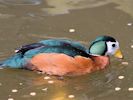 African Pygmy Goose (WWT Slimbridge May 2013) - pic by Nigel Key